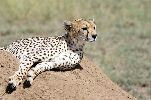 Cheetah Stock Photos