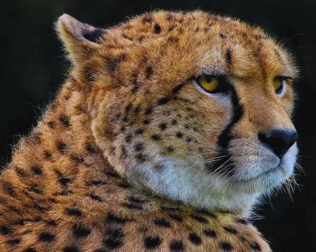 Cheetah Stock Photos