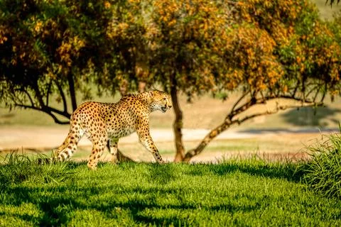 Cheetah Stock Photos