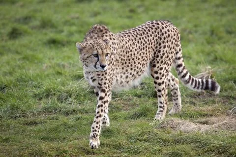 Cheetah Stock Photos