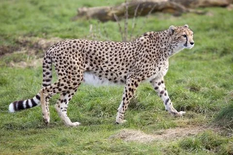 Cheetah Stock Photos