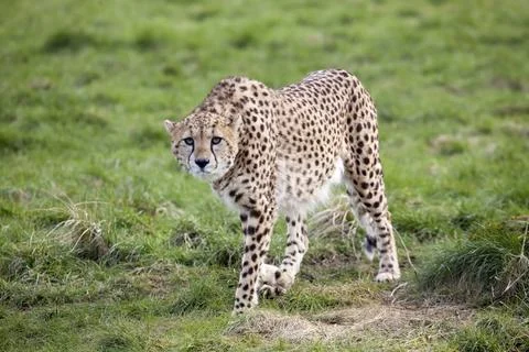 Cheetah Stock Photos