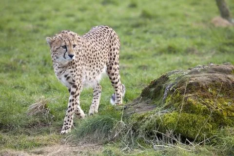 Cheetah Stock Photos