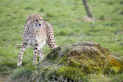 Cheetah Stock Photos