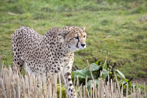 Cheetah Stock Photos