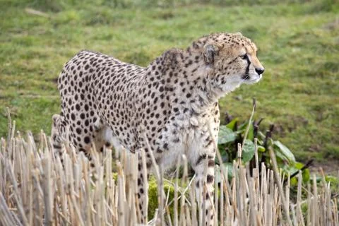 Cheetah Stock Photos