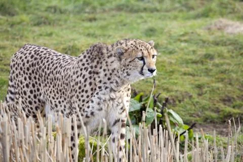 Cheetah Stock Photos