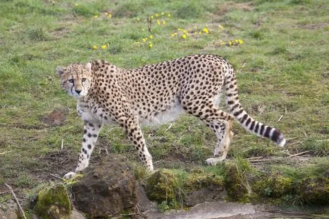 Cheetah Stock Photos