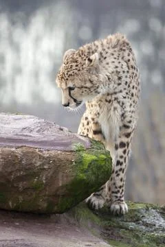 Cheetah Stock Photos