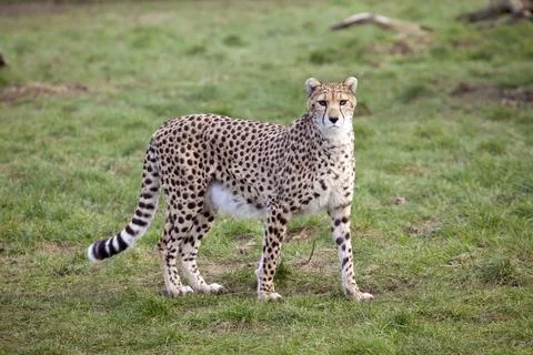 Cheetah Stock Photos