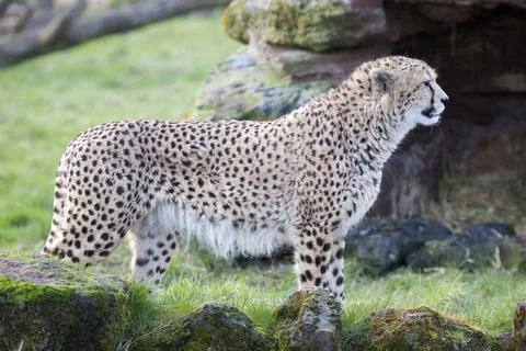 Cheetah Stock Photos