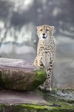 Cheetah Stock Photos