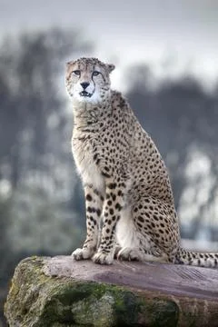 Cheetah Stock Photos