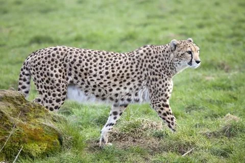Cheetah Stock Photos
