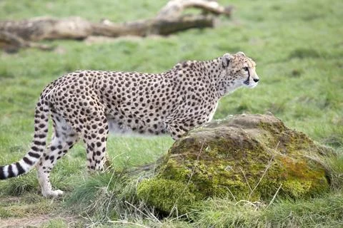 Cheetah Stock Photos