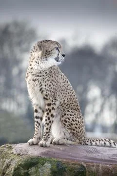 Cheetah Stock Photos