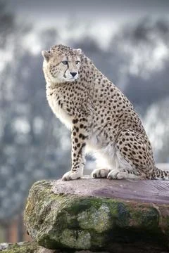 Cheetah Stock Photos