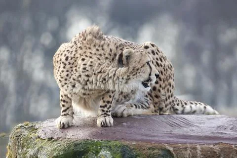 Cheetah Stock Photos