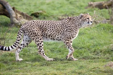 Cheetah Stock Photos