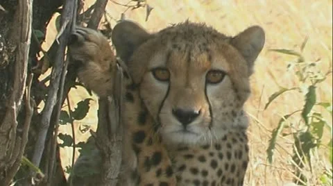 Cheetah playing by bush &amp; fall back to ground looking at camera Stock Footage 22183760