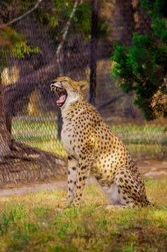 A Cheetah is playing Foto stock