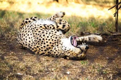 A Cheetah is playing Stock Photos