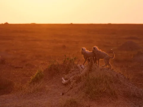 Cheetah playtime 스톡 동영상 82906714