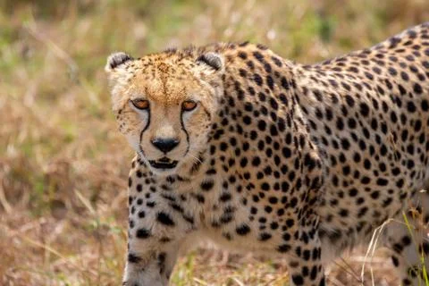 Cheetah portrait (Acinonyx jubatus), Masai Mara Reserve, Kenya Stock Photos