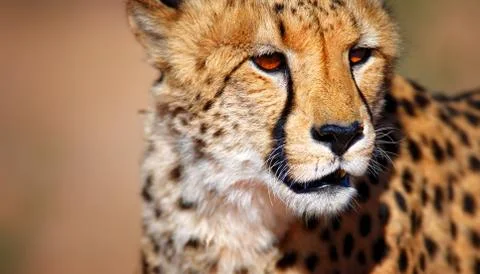 Cheetah portrait Stock Photos