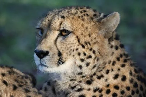 Cheetah Portrait Stock Photos