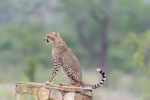 Cheetah portrait Stock Photos