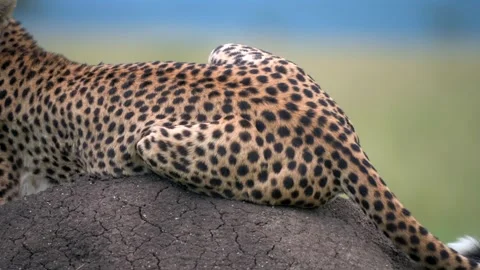 Cheetah Portrait Resting on Termite Mound 4k Telephoto Lens Footage Stock Footage 338265065