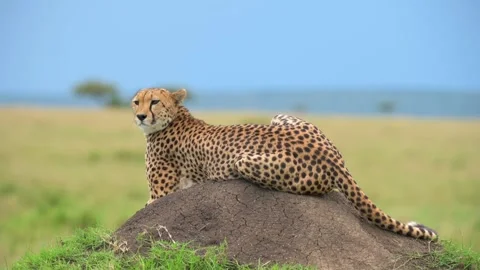 Cheetah Portrait Resting on Termite Mound in African Savannah Telephoto Видео 338265069