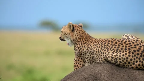Cheetah Portrait Resting on Termite Mound in African Savannah 4k Stock Footage 338265076