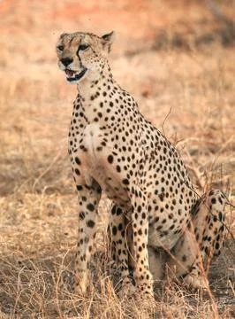 Cheetah posing in Kenya Tsavo National Park Stock Photos