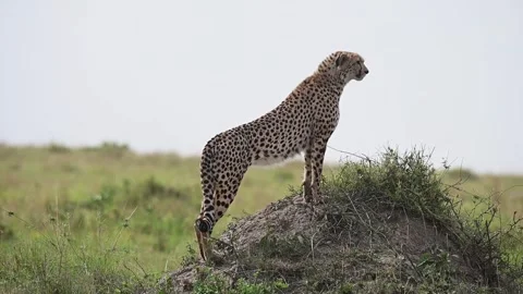 Cheetah posing like a model on a rock in Maasai Mara Stock Footage 319069473