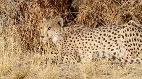 Cheetah prey Stock Footage 14910470