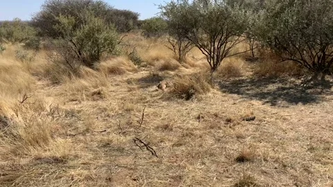 Cheetah with prey Stock Footage 231519922
