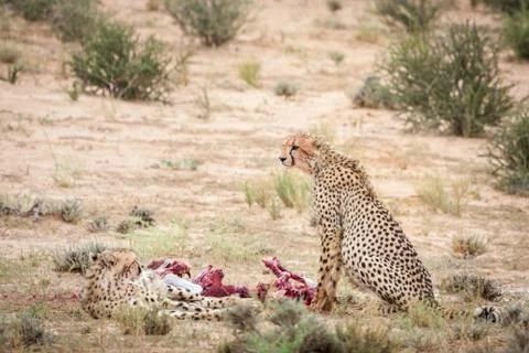 Cheetah with prey Stock Photos