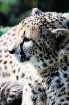 Cheetah profile Stock Photos