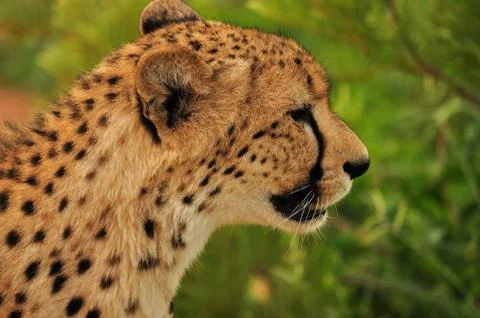Cheetah Profile Stock Photos