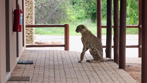 Cheetah in profile sits outside doors on safari building patio, Africa Stock Footage 333936811