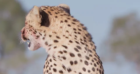 Cheetah profile view against blurred trees in sunny day Stock Footage 314788020
