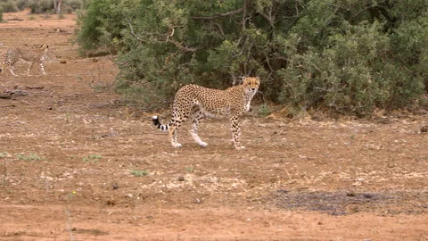 Cheetah prowling Stock Footage 212358634