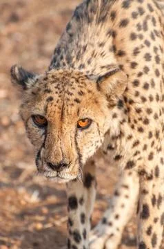 Cheetah Prowling