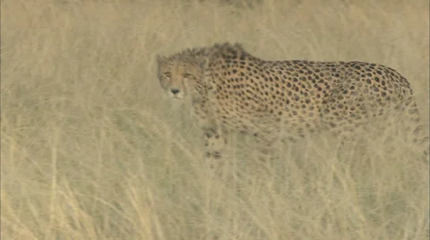 Cheetah Prowling Through Long Grass Stock Footage 37168749