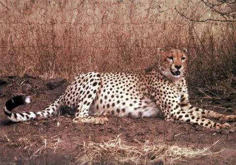 Cheetah puzzle Stock Illustration