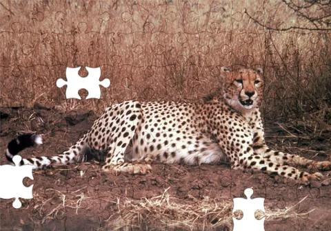 Cheetah puzzle with missing pieces Stock Illustration