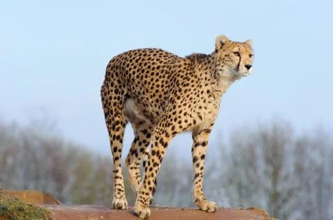 Cheetah ready to pounce Stock Photos