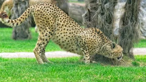 Cheetah ready to run 库存照片